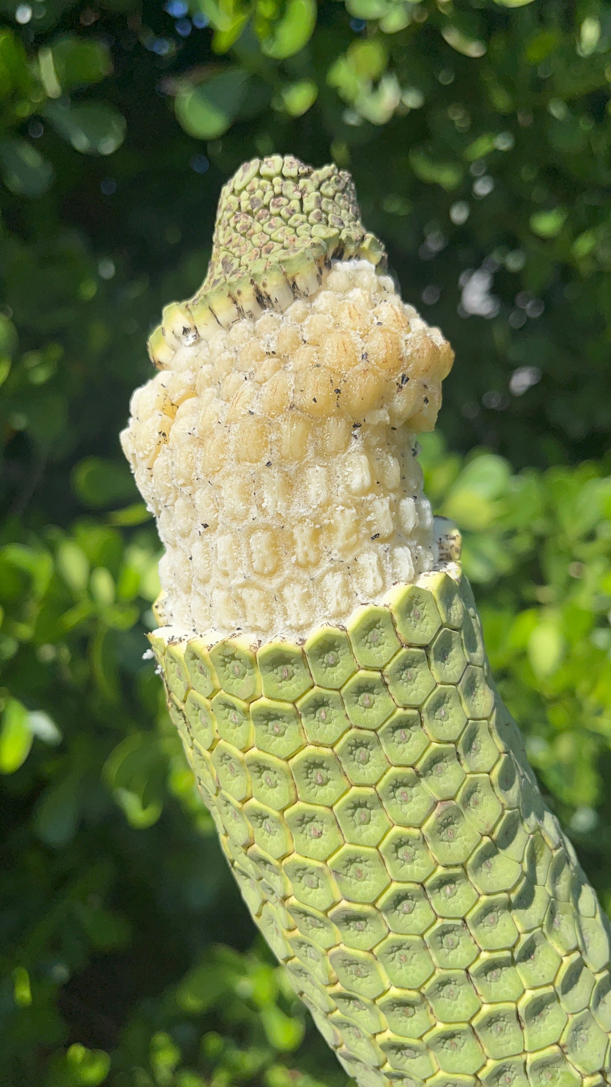 fruit of monstera deliciosa Monstera Deliciosa