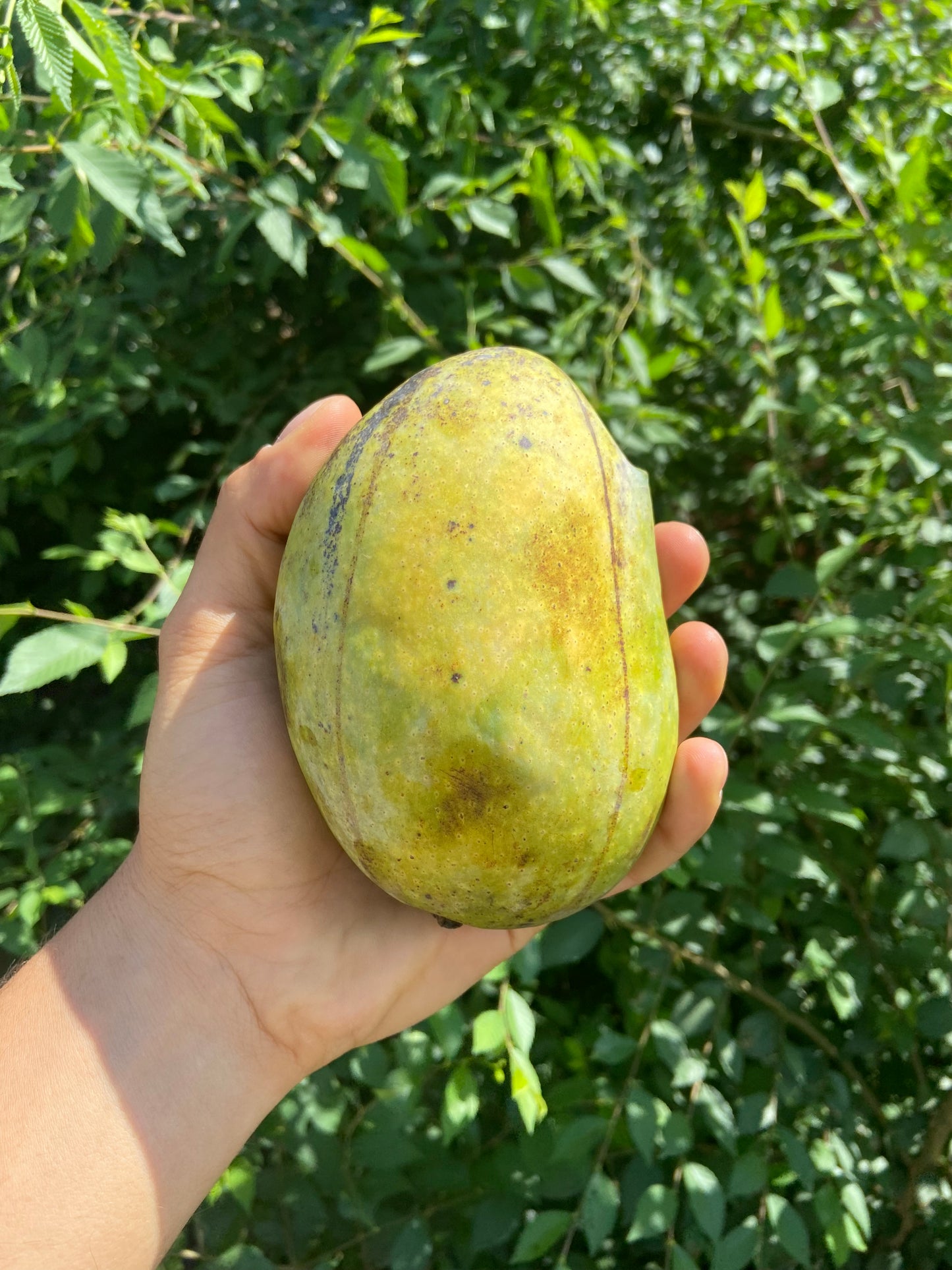 CHAUNSA | MANGO | INDIA (1 MANGO)