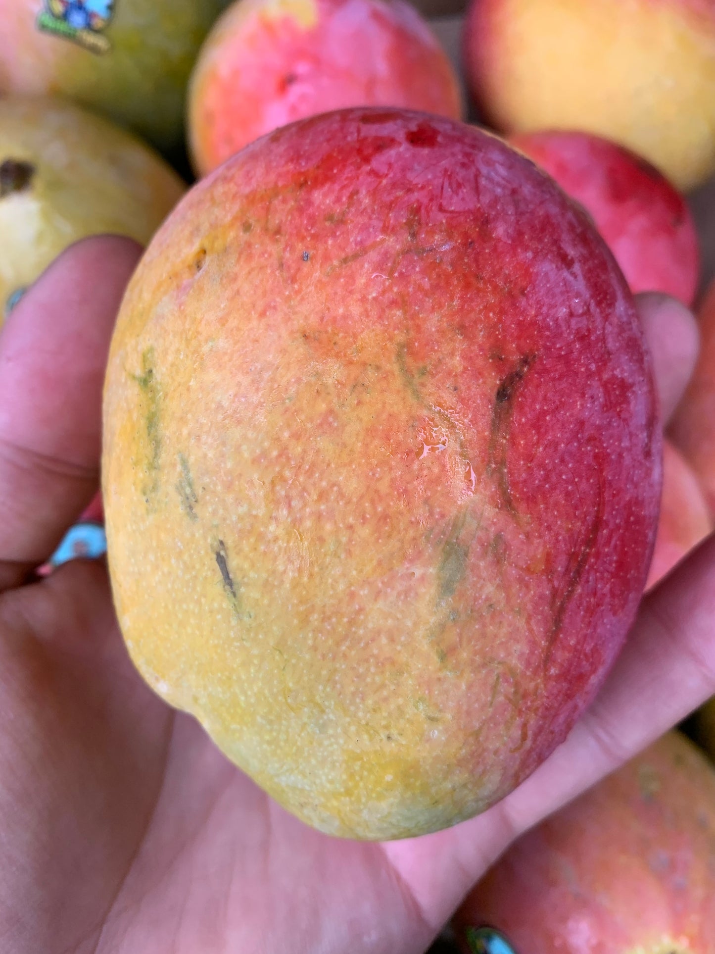 MANGO | HADEN (BOX 14 MANGOS 4KG)