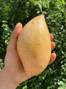 MANGO | TOTAPURI INDIA (3 KG)