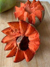Load image into Gallery viewer, SAPOTE | MAMEY FLORIDA SMALL BOX
