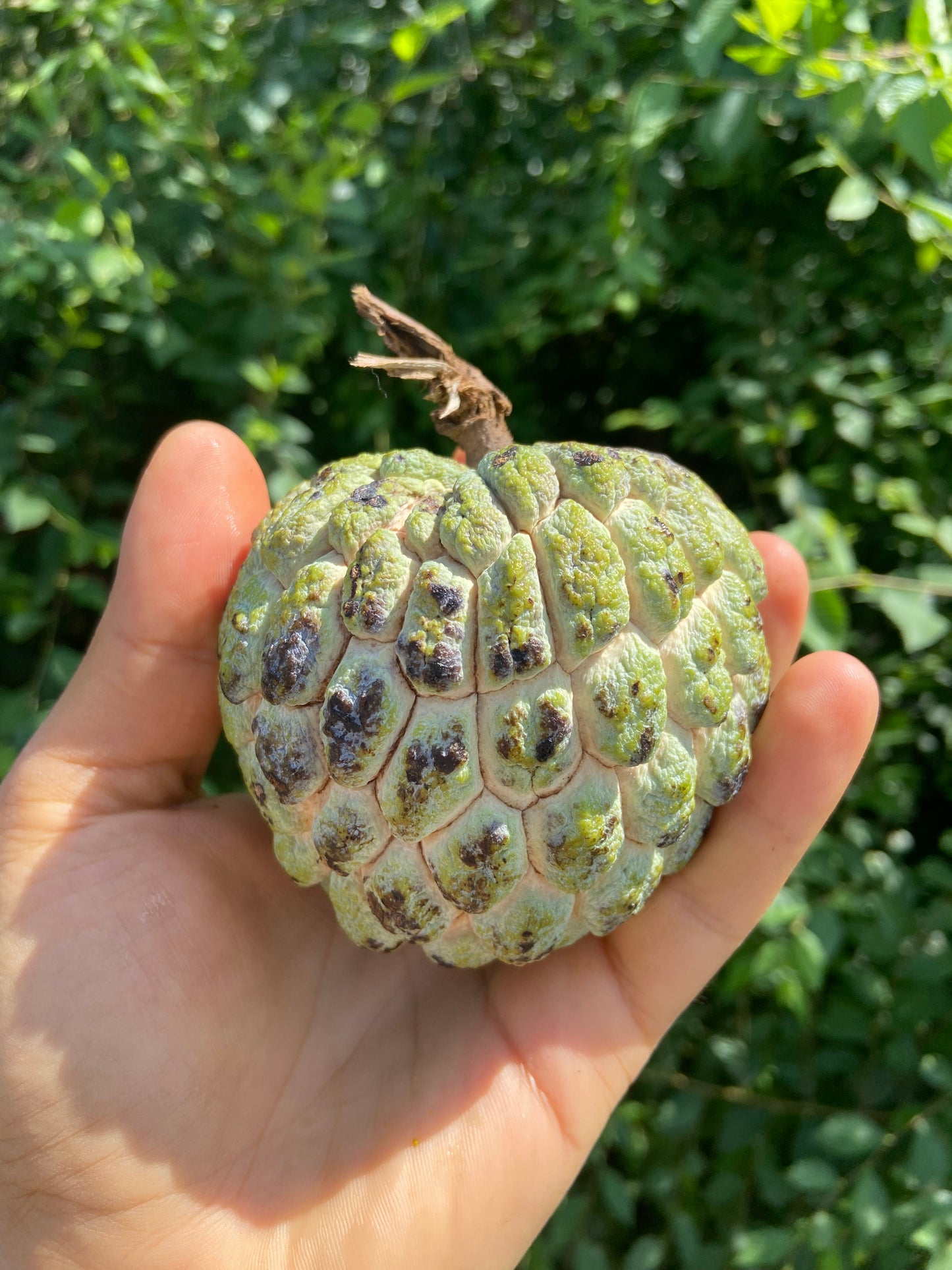 Sugar Apple | Ashta | Annona Squamosa | Egypt | Box 4KG