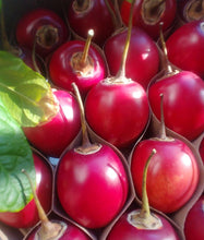 Load image into Gallery viewer, TAMARILLO (2) - Pardess Farms

