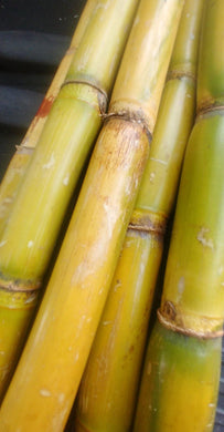 SUGAR CANE | (1 WHOLE CANE) - Pardess Farms