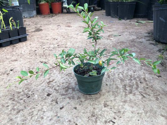BAJAN CHERRY BANZAI | BARBADOS ACEROLA