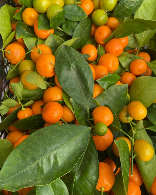 CALAMANSI LIME (1KG)
