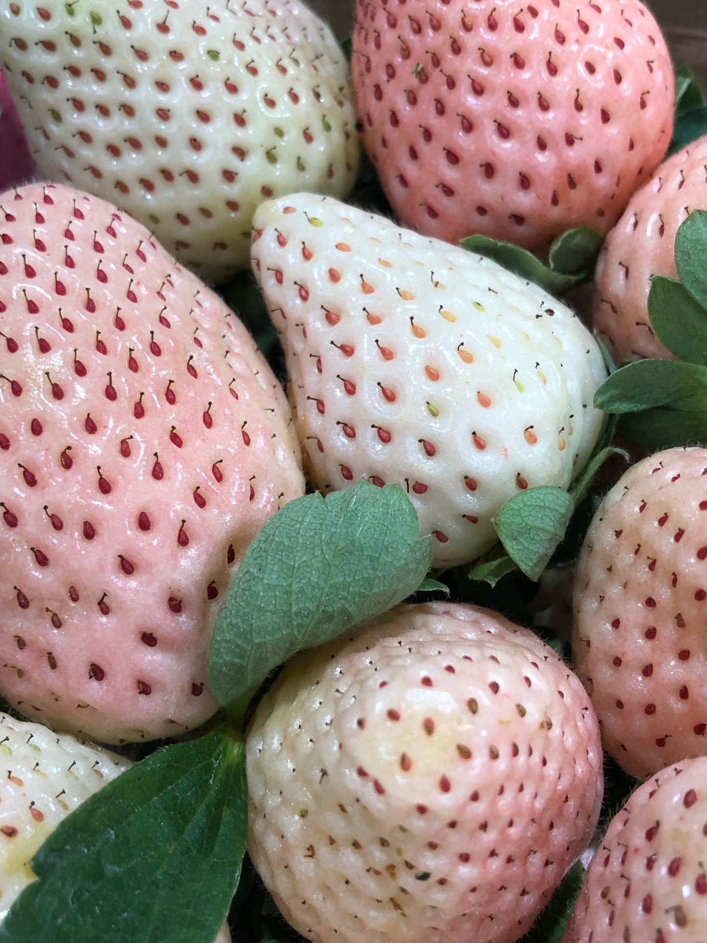 PINEBERRIES | WHITE STRAWBERRY