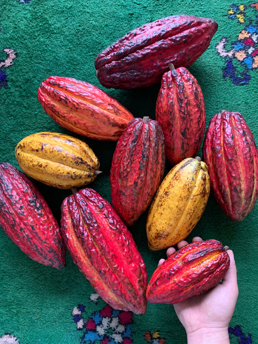 Cacao Fruit | Chocolate Fruit | Box  (1-3 Fruits)