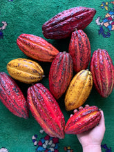 Load image into Gallery viewer, CACAO CHOCOLATE | 2 PODS

