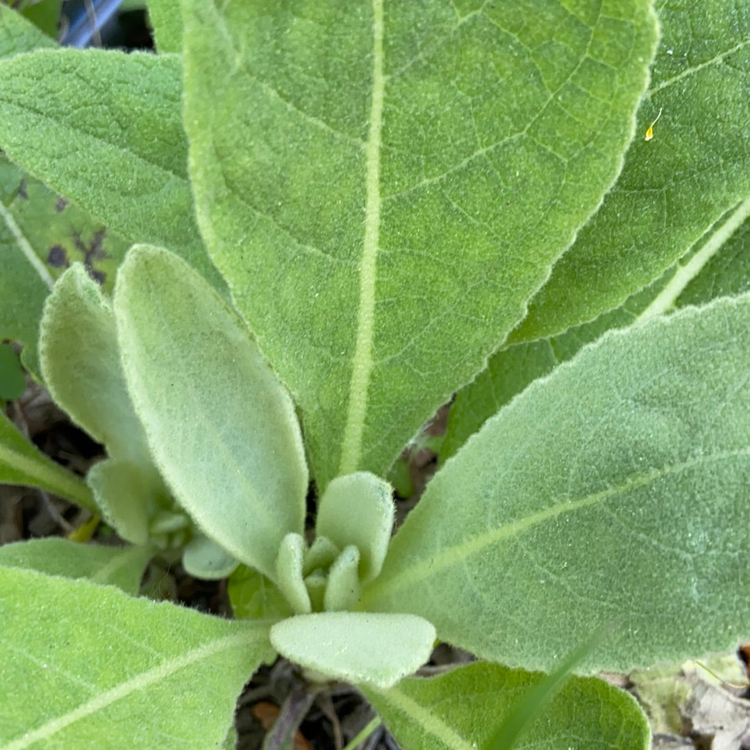 Mullein | Wild grown on our farm (30g Bag)