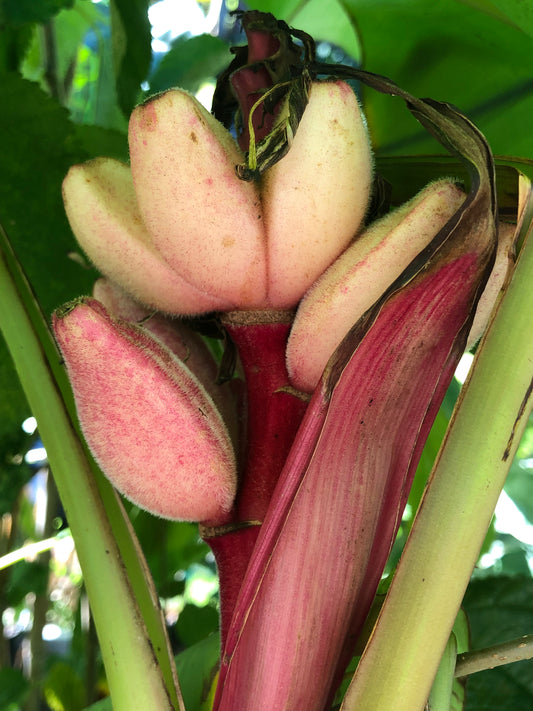 BANANA | RED FRUITING