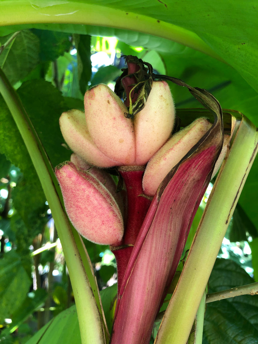 BANANA | RED FRUITING – Pardess Farms