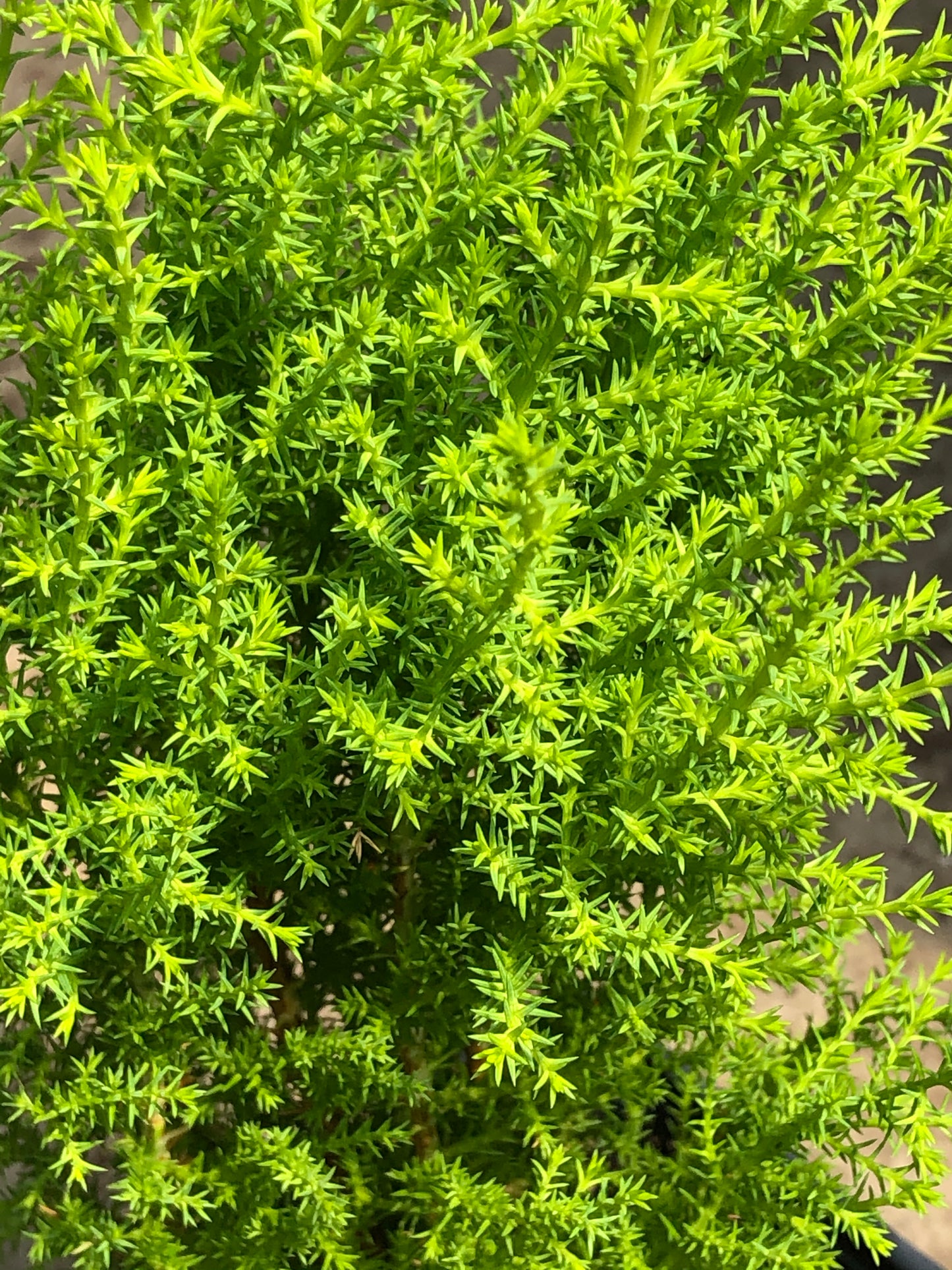 LEMON CYPRESS