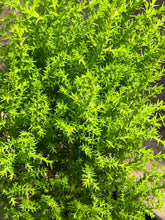 Load image into Gallery viewer, LEMON CYPRESS

