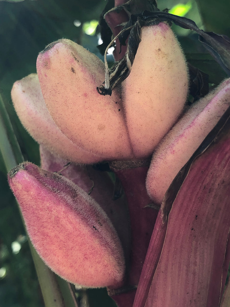 BANANA | RED FRUITING – Pardess Farms