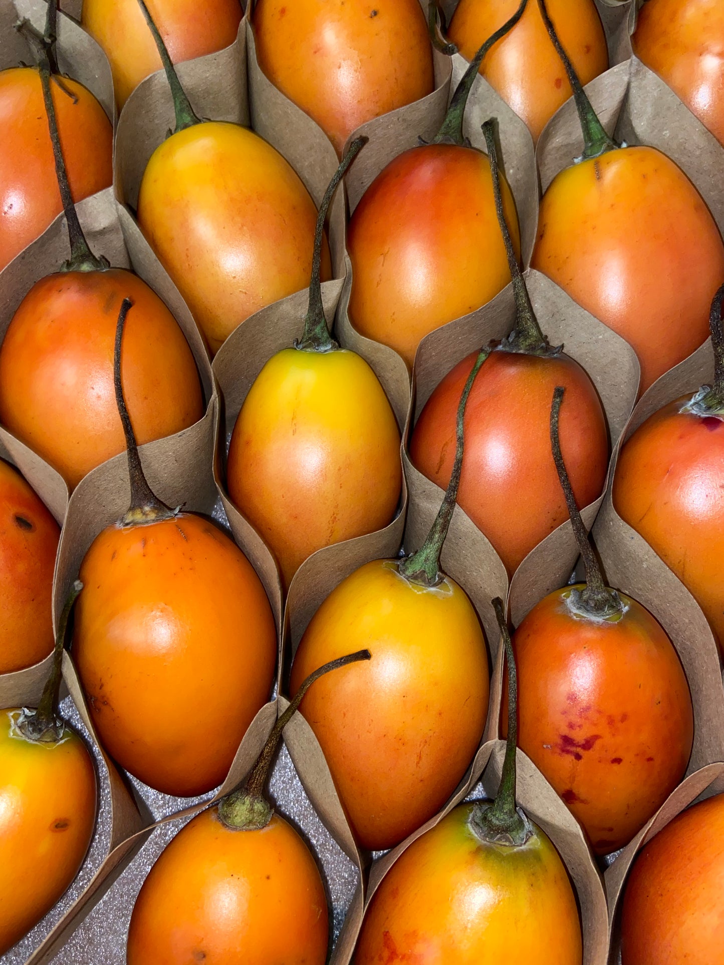 TAMARILLO | GOLDEN ECUADORIAN VARIETY (3)