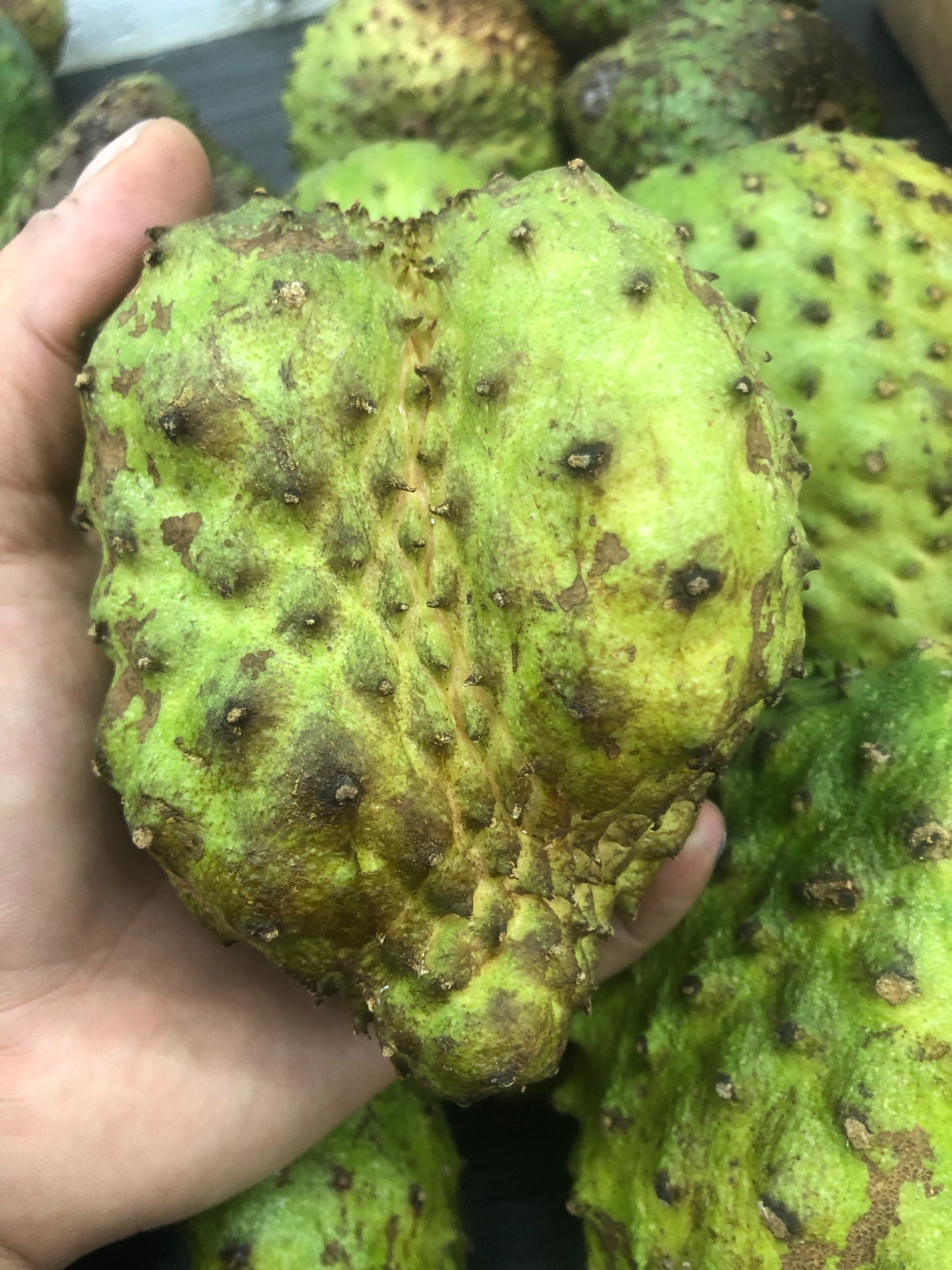 SOURSOP | GUANABANA COROSSOL DOMINICAN REPUBLIC  (BOX ~5 LBS 1-8 FRUITS)