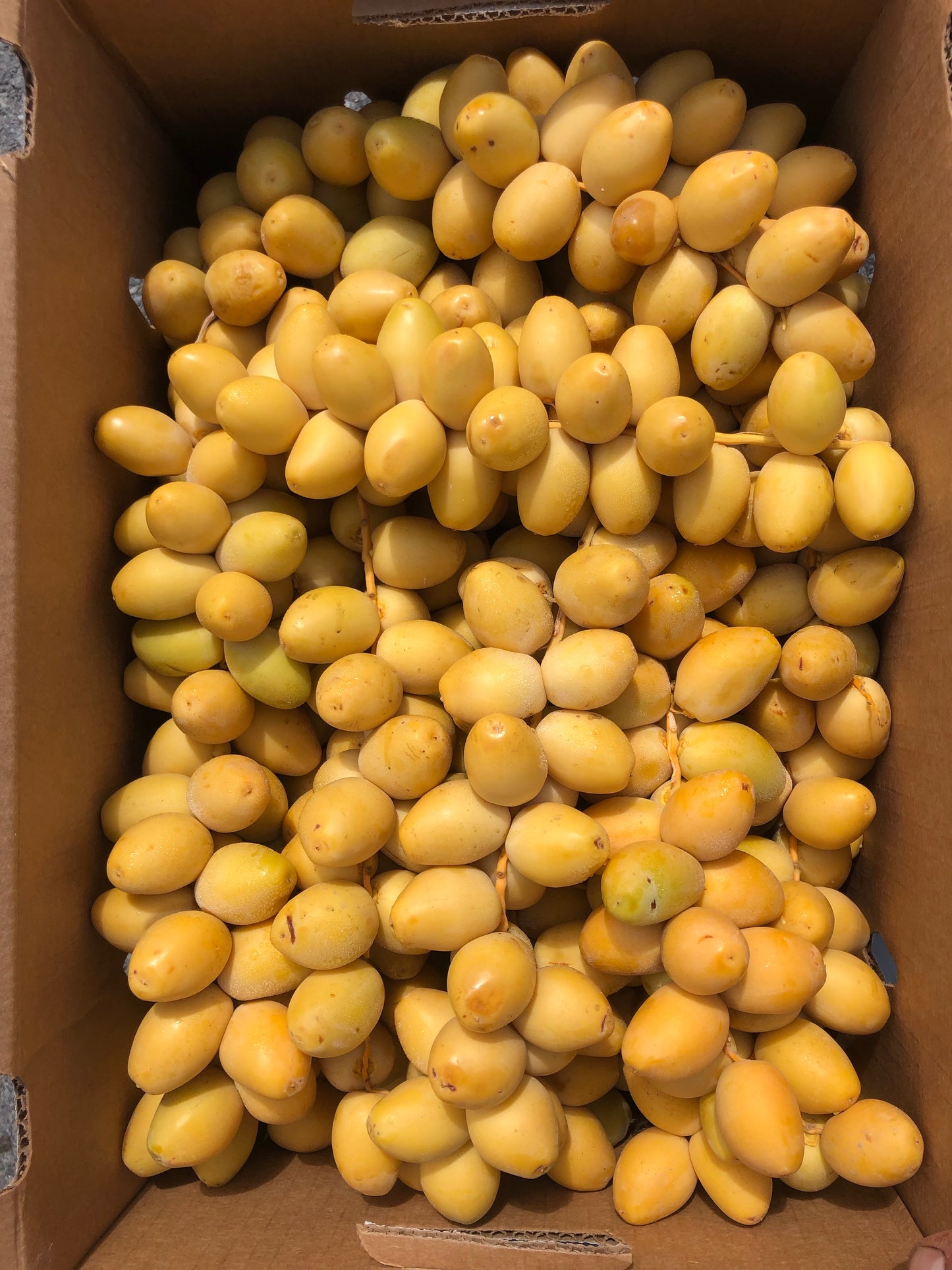 DATTES | FRESH BARHI PERU (2LBS)