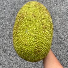 Load image into Gallery viewer, JACKFRUIT | (1 WHOLE FRUIT)
