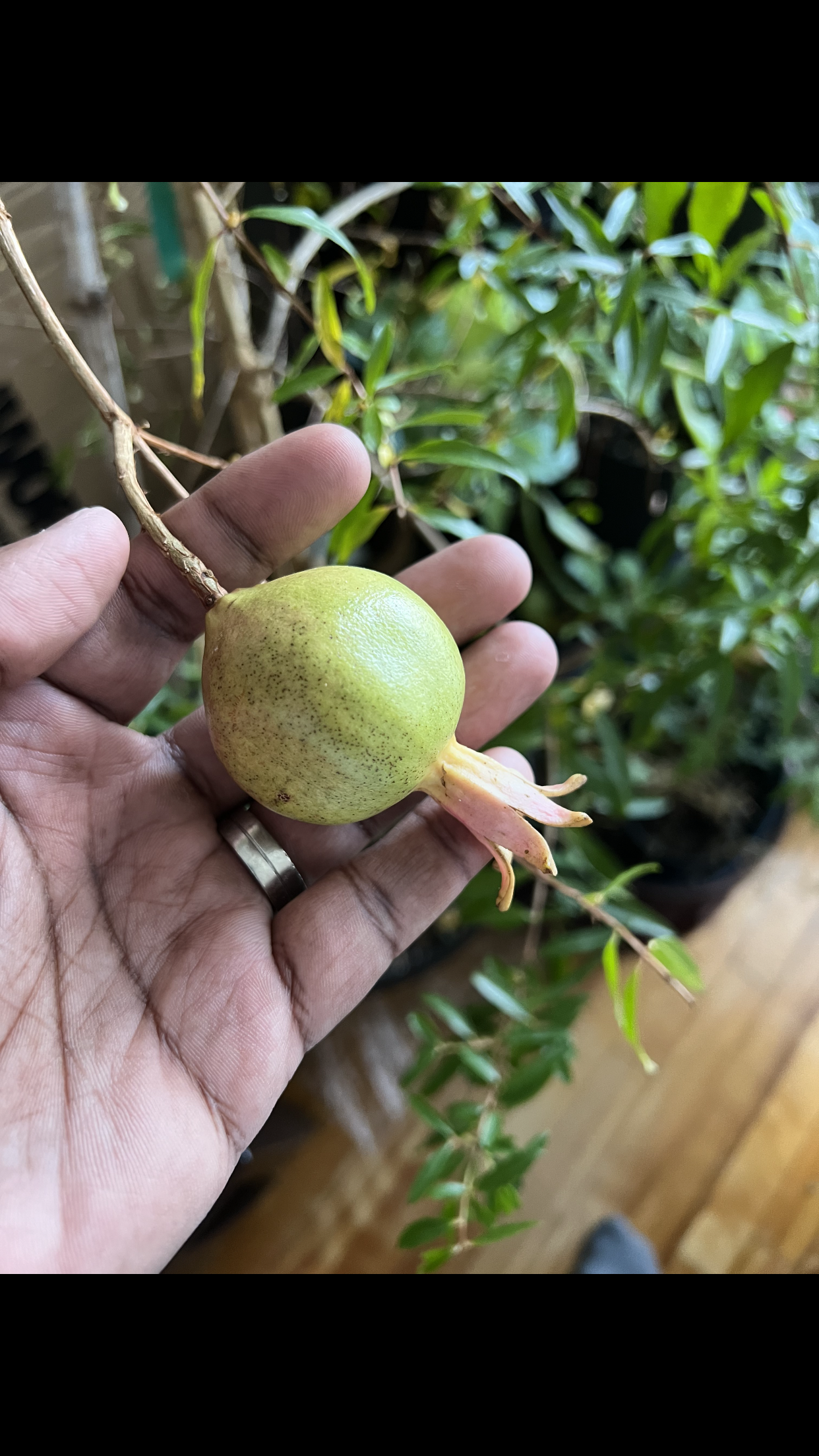 POMEGRANATE TREE