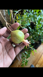 POMEGRANATE TREE