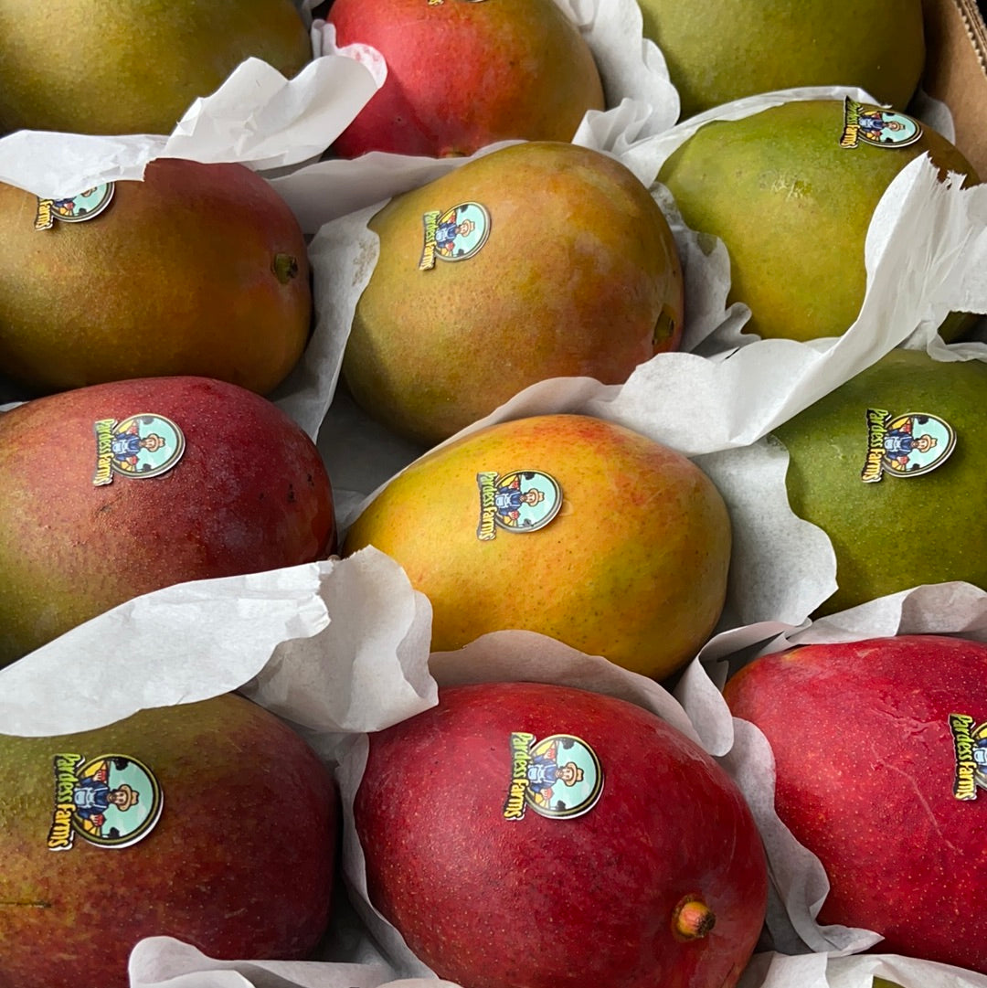 MANGO | KING DAVID ISRAEL (1)