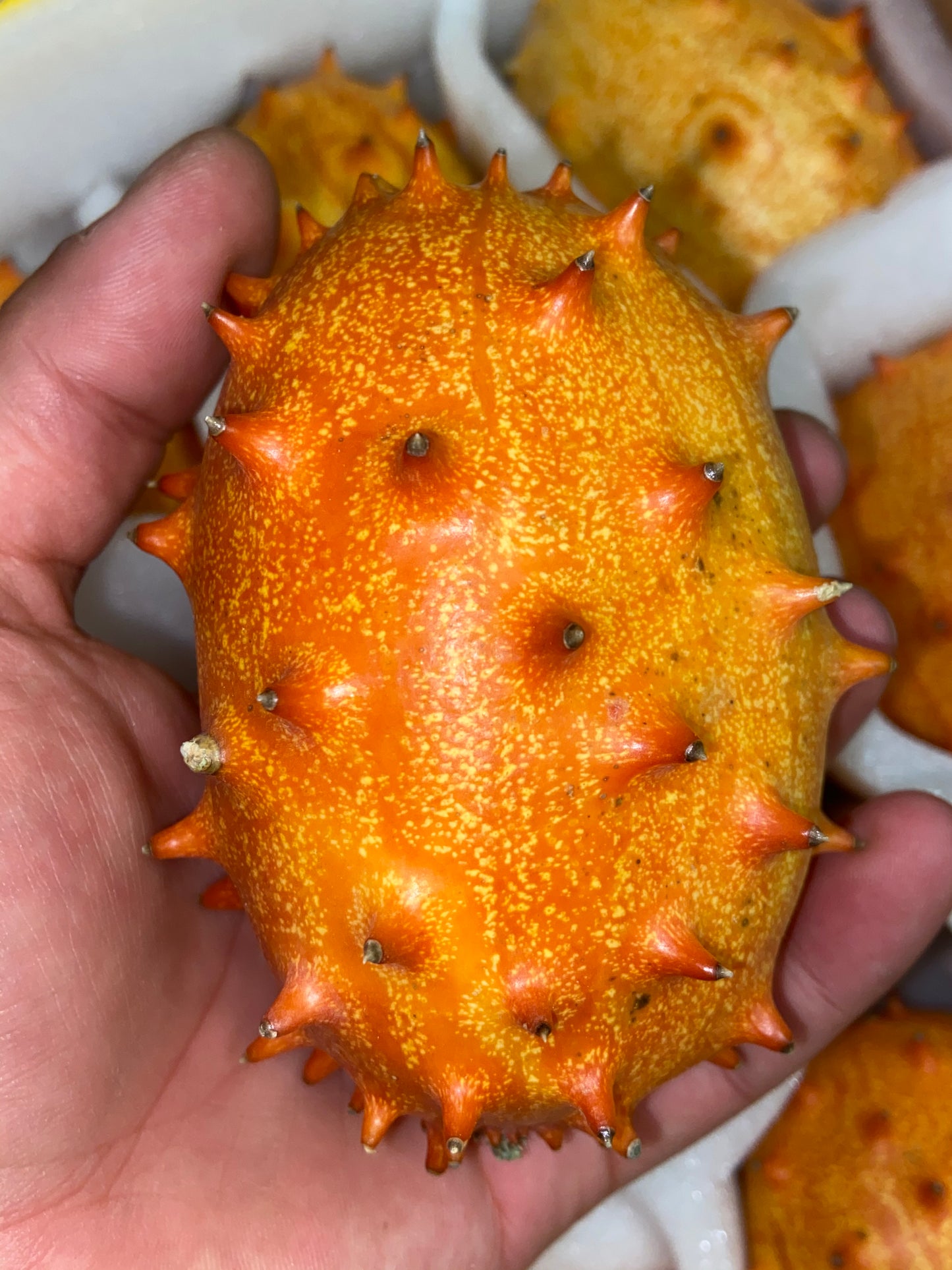 KIWANO MELON | PASSIONFRUIT CUCUMBER