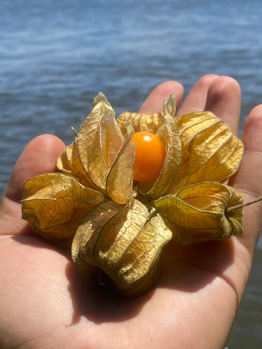 Physalis | Gooseberries Box