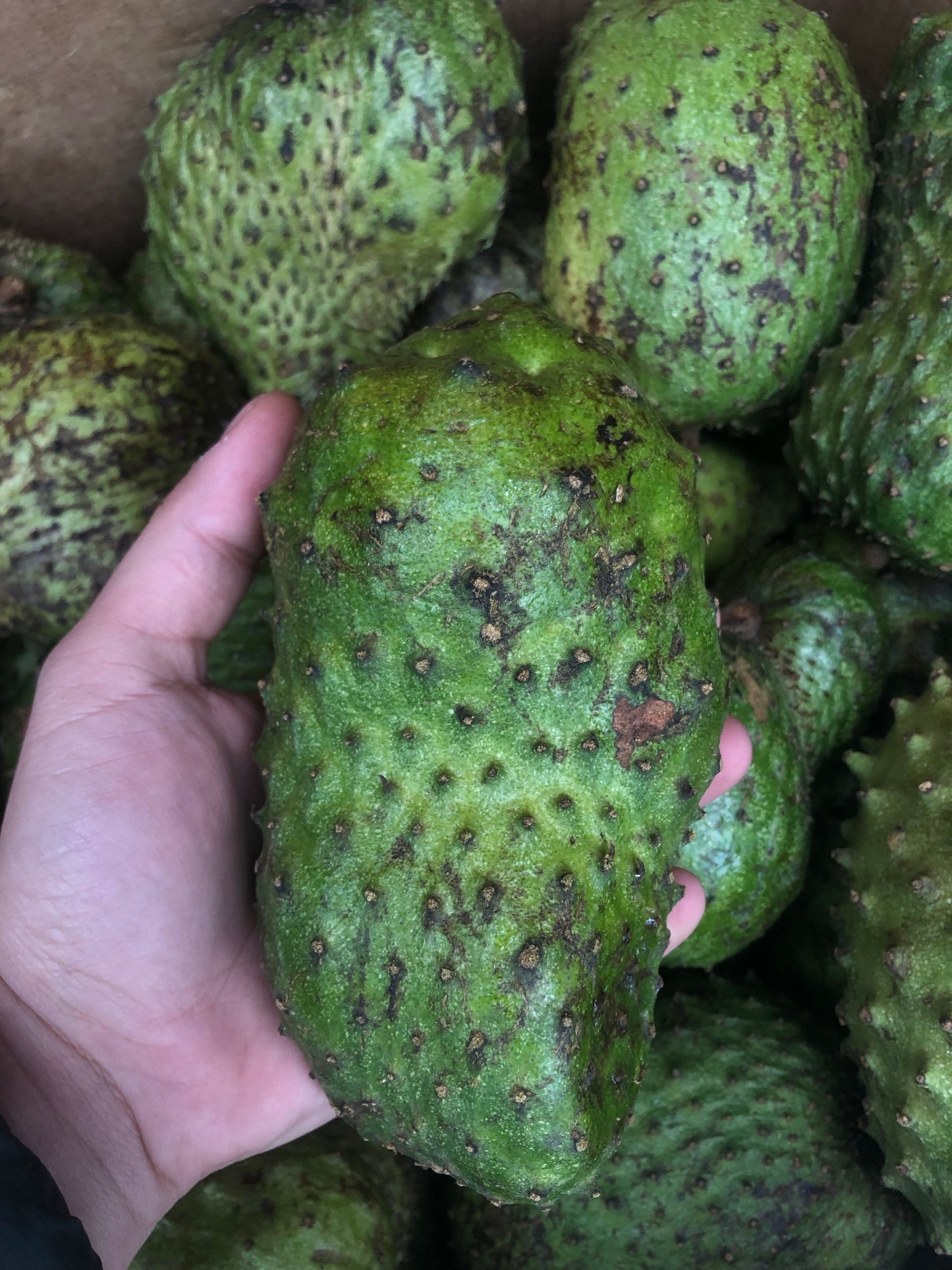 SOURSOP | GUANABANA COROSSOL DOMINICAN REPUBLIC  (BOX ~5 LBS 1-8 FRUITS)