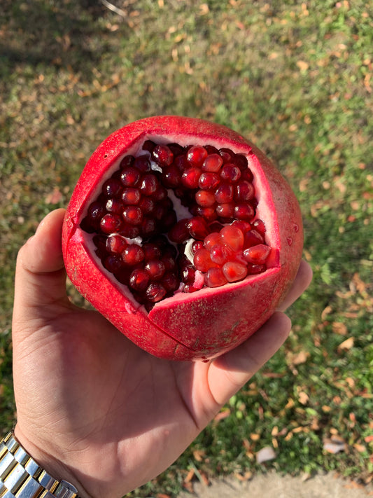 POMEGRANATE | EGYPT LARGE (2 PIECE)