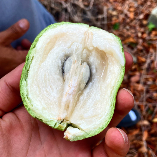 CAIMITO |  WHITE | ORGANIC WILD PICKED BOX