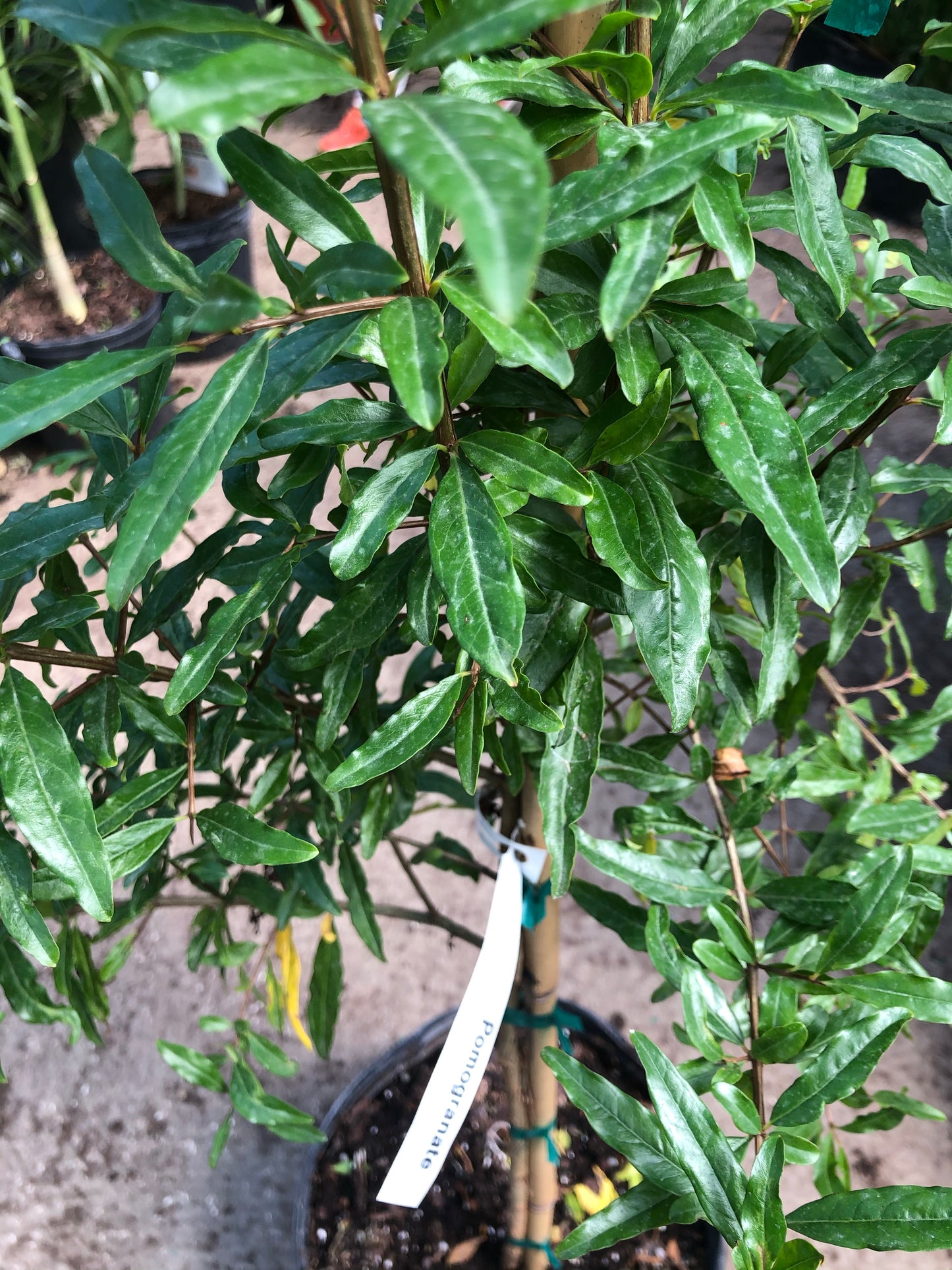 POMEGRANATE TREE