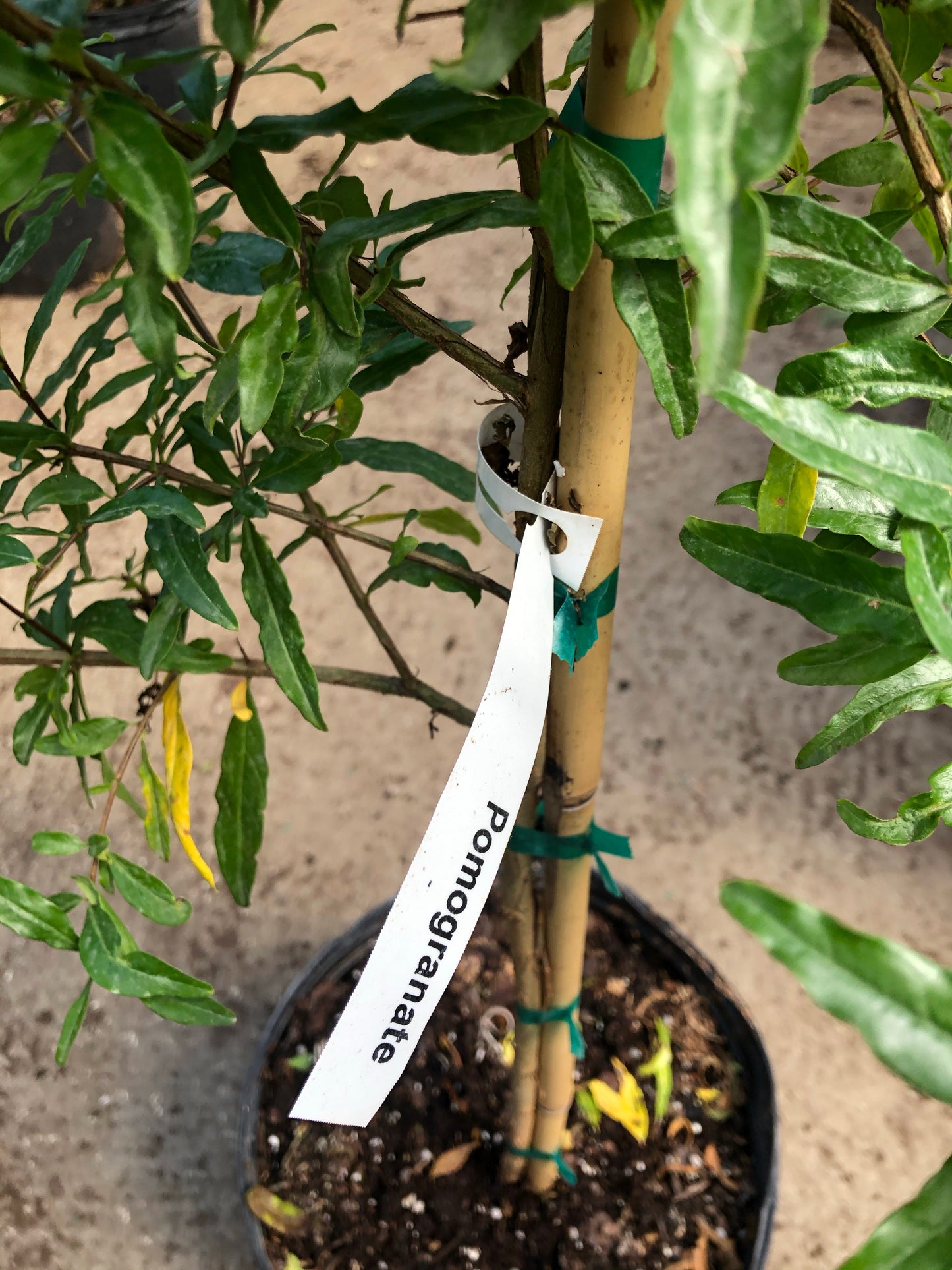 POMEGRANATE TREE