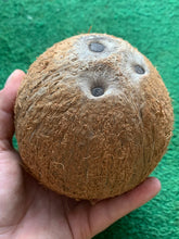 Load image into Gallery viewer, COCONUT | BROWN COCO DOMINICAN REPUBLIC (1 FRUIT)
