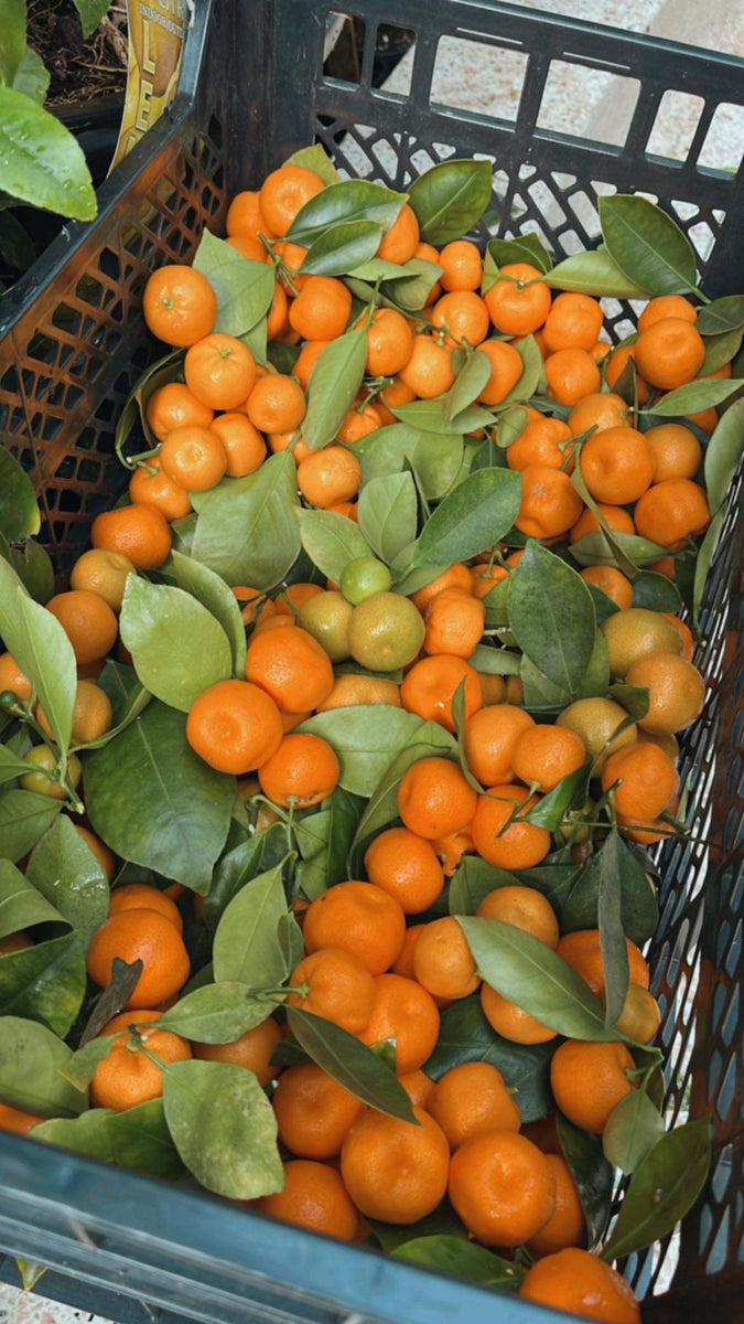 CALAMANSI LIME (1KG) – Pardess Farms
