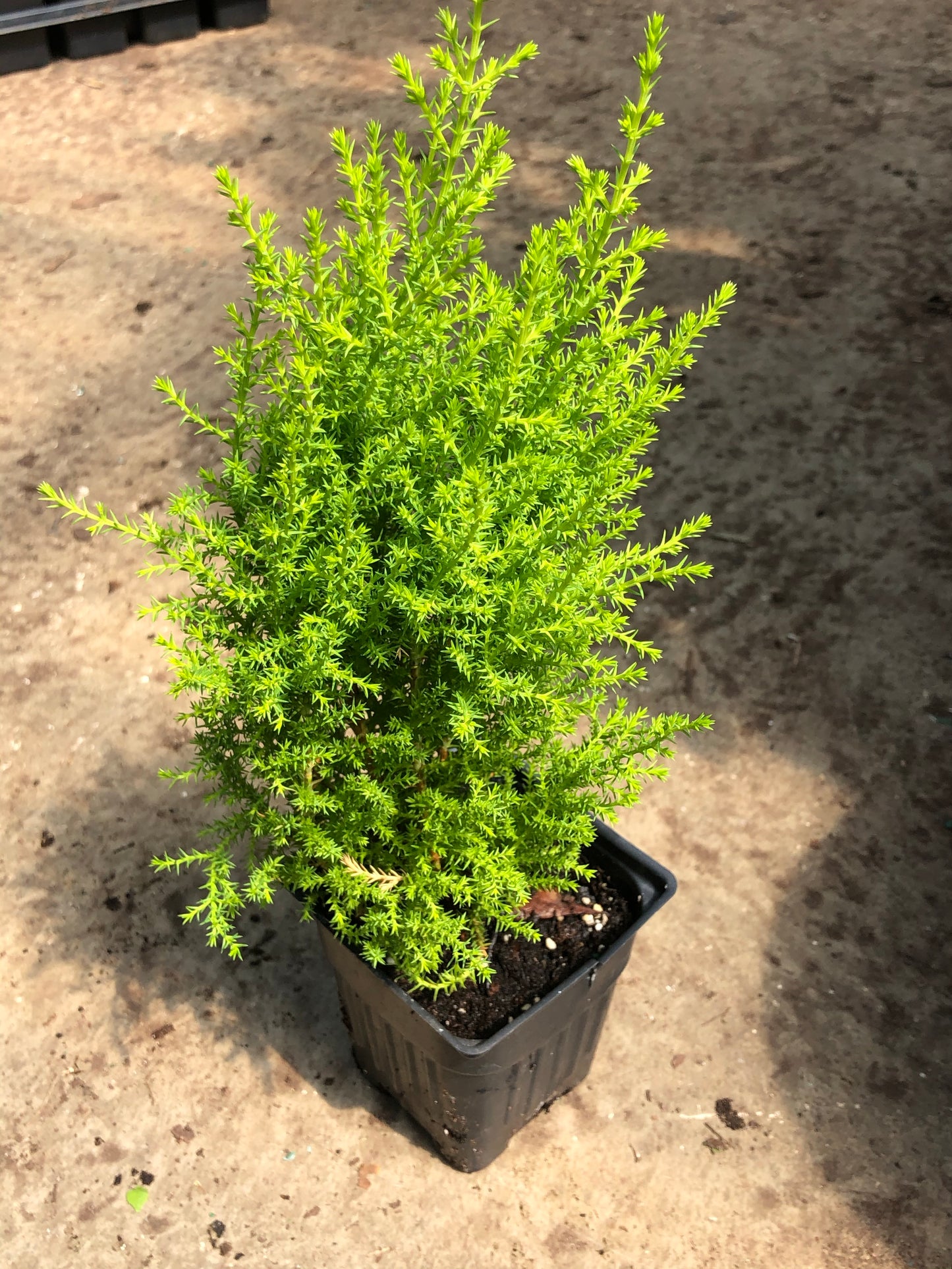 LEMON CYPRESS