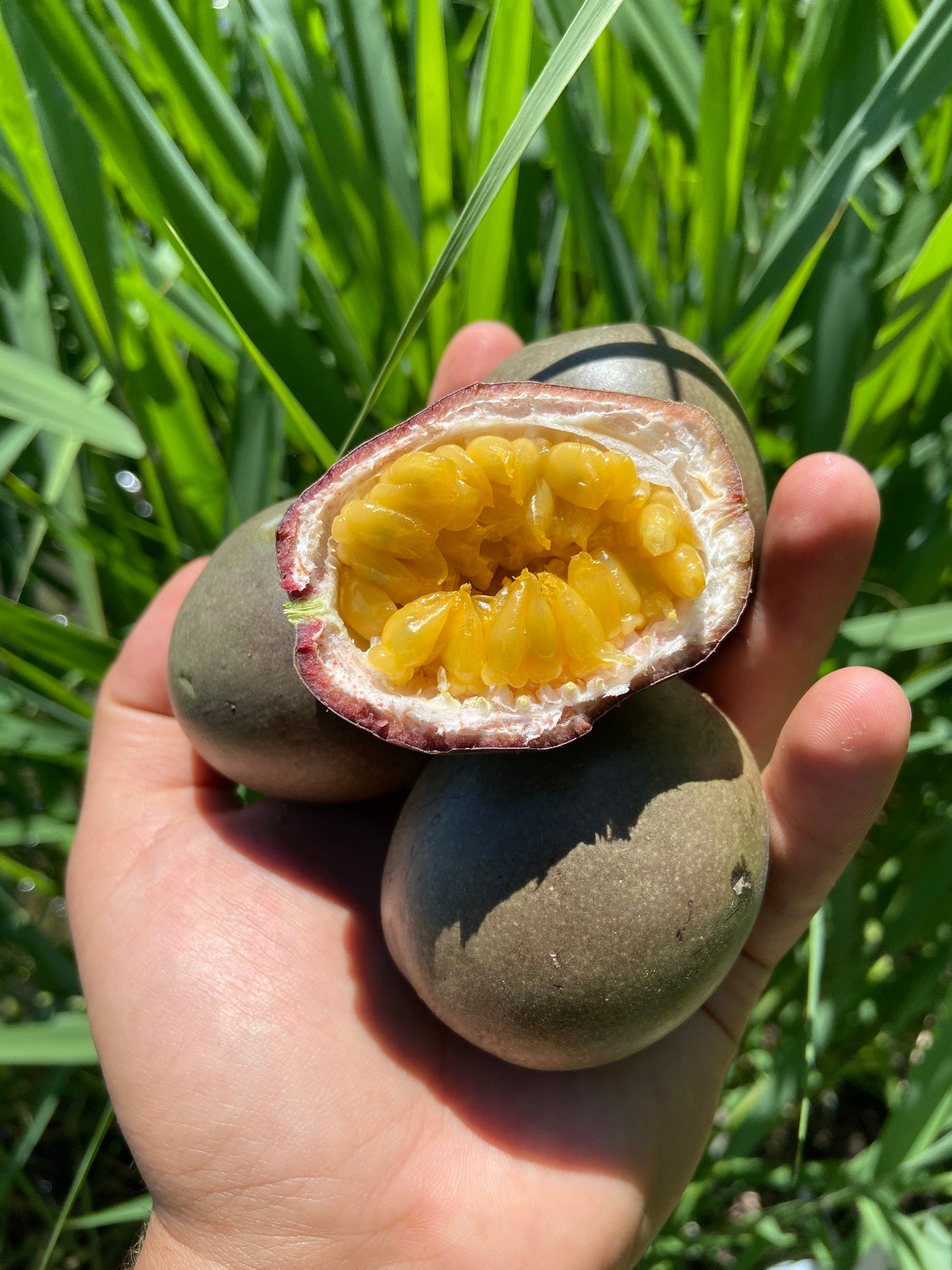 PASSIONFRUIT | PURPLE GULUPA (0.5 KG)