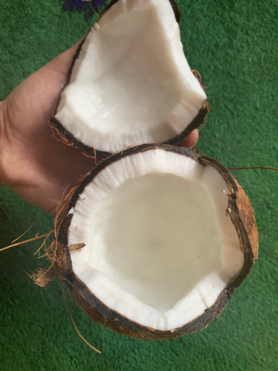 COCONUT | BROWN COCO DOMINICAN REPUBLIC (1 FRUIT)