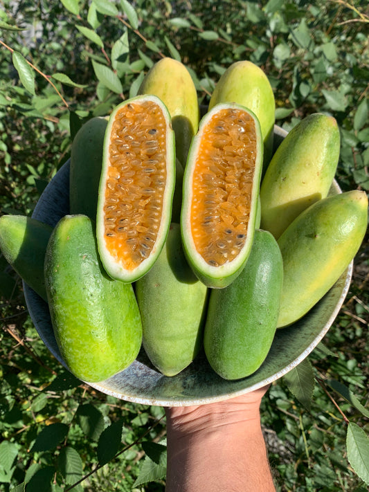 PASSIONFRUIT | BANANA  PASSIONFRUIT CURUBA BOX