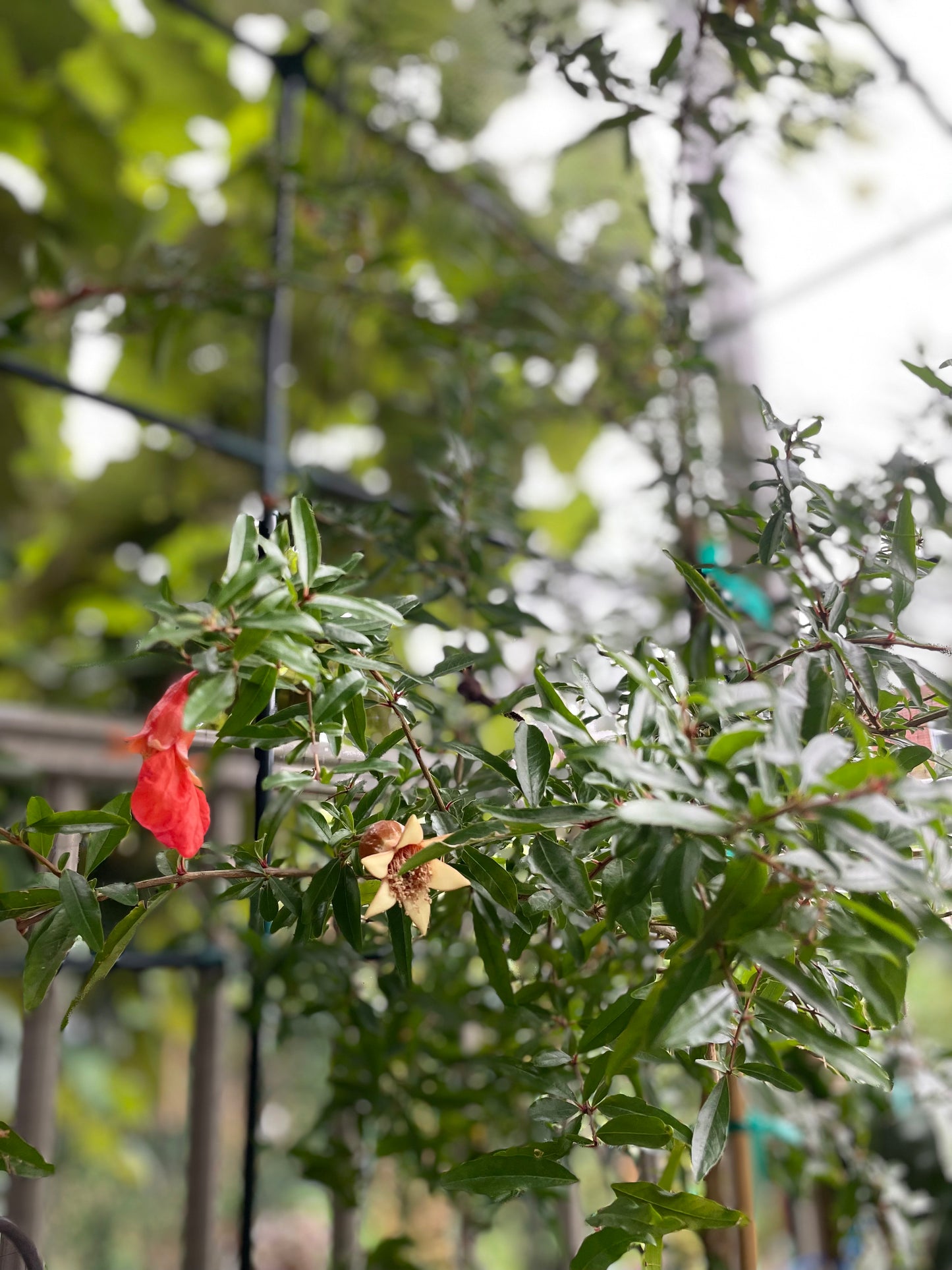 POMEGRANATE TREE